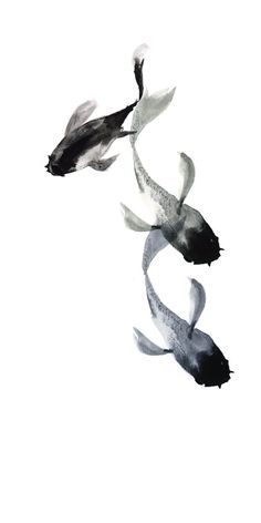 three black and white koi fish swimming in the water with their tails curled up