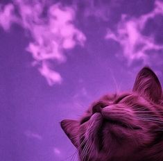 a close up of a cat's face with clouds in the sky behind it