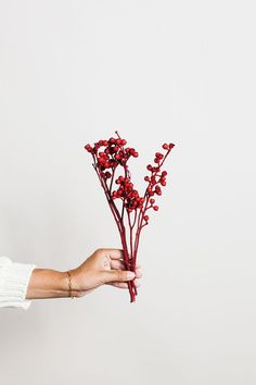 a person holding some red flowers in their hand