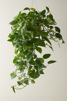 a potted plant with green leaves hanging from it's side