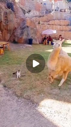 an animal that is standing in the grass with another animal behind it and people watching