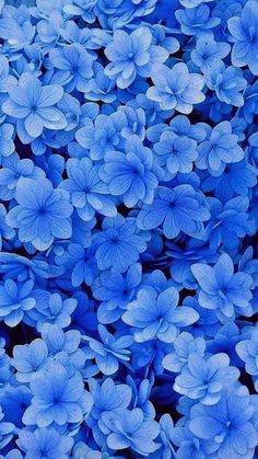 blue flowers that are growing in the ground