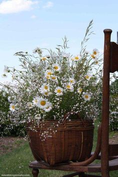 a basket filled with white flowers sitting on top of a wooden chair in the grass