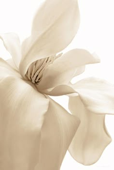 a large white flower is shown in sepia