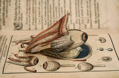 an illustration of the muscles and their structures on top of a page of old paper