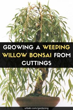 growing a wedding willow bonsai from cuttings