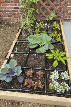 an outdoor garden with various plants growing in it