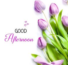 purple tulips and green leaves on a white background with the words good afternoon