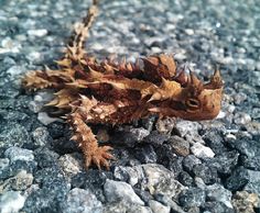 a dead leaf laying on the ground next to some rocks and gravel with leaves sticking out of it