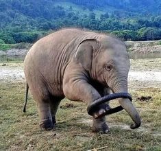 an elephant standing on top of a grass covered field