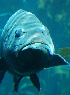 a large fish swimming in an aquarium filled with lots of water and algae growing on it's sides