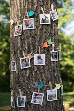 a tree with pictures pinned to it