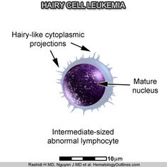 the structure of an animal cell labeled in its diagram below it's name and description