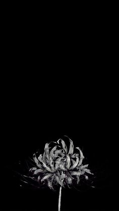 a black and white photo of a flower in the dark