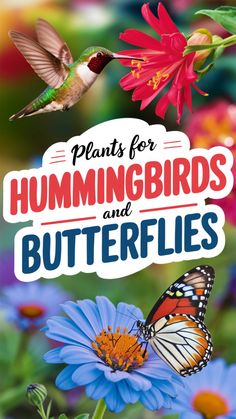 the cover of plants for hummingbirds and butterflies, with colorful flowers in the background