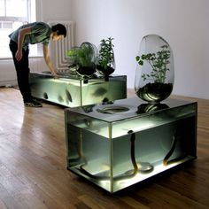 a person bending over to look at some plants in a glass box on top of a wooden floor