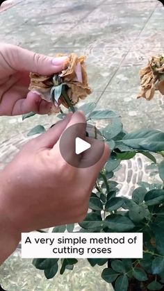 Garden Ideas Simple, Propagating Roses, Rose Plant Care, Rooting Roses, Household Plants, Garden Workshops, Flower Garden Design, Flower Pot Garden, Home Gardening