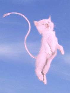 a white cat is flying through the air