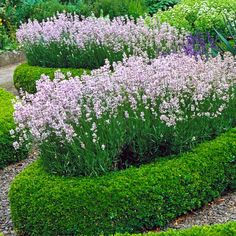 the garden is filled with lavender flowers and green shrubs, along with graveled walkways