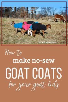 three goats wearing coats with the text how to make no - sew goat coats for your goat kids