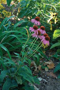 some pink and yellow flowers in the middle of green plants with brown tips on them