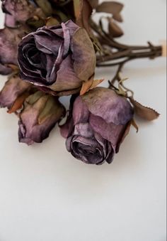 three dried flowers sitting on top of a white table