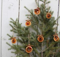 some oranges are hanging from the branches of a pine tree with other ornaments on it