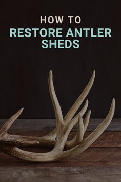 an antler sitting on top of a wooden table with the words how to restore antler