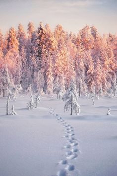 a path in the snow leading to trees covered with snow and frost, as seen from above