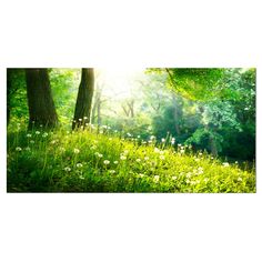 the sun shines brightly through the trees and grass in this forest scene with wildflowers