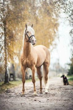 a brown horse standing in the middle of a dirt road next to trees and a dog