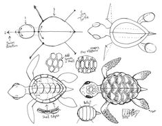 an image of a turtle and other animals on a white background, with the diagram below it