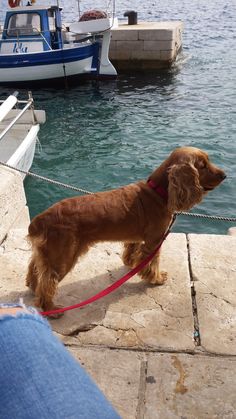 a brown dog standing on top of a stone walkway next to the ocean with boats in the background