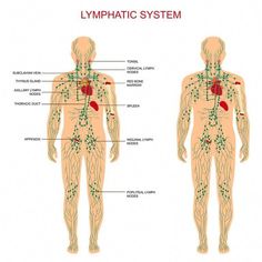 Learning how to perform lymphatic drainage massage on yourself is one of the best methods of self-care you can do! It’s not hard, and will make you feel great. Red Bone Marrow, Thoracic Duct, Lymph Drainage Massage, Water Retention Remedies, Lymph Massage, Ginger Essential Oil