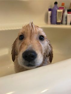 a wet dog sitting in a bathtub with his head sticking out from under the faucet