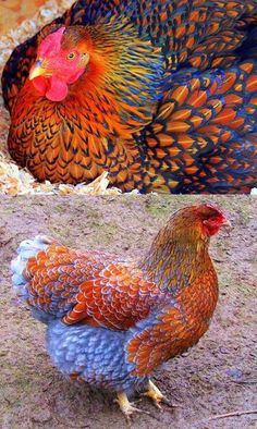 two different colored chickens standing next to each other