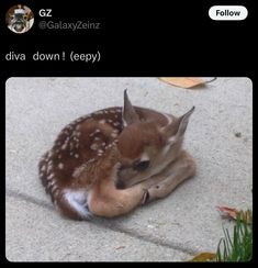 a baby deer is laying down on the ground