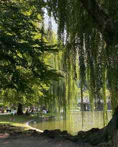 people are sitting on benches under the trees by the water's edge in a park