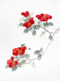 two red flowers on a branch with green leaves and buds in the foreground, against a white background