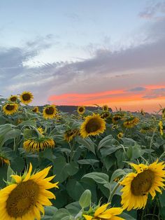 sunflowers are blooming in the field as the sun goes down on them