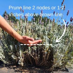 a hand reaching for lavender flowers on the side of a road with an arrow pointing to them