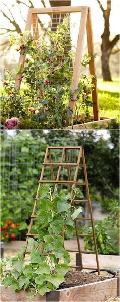 the garden is full of plants and flowers