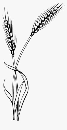 a black and white drawing of two ears of wheat