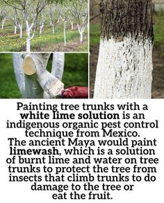 trees with white barks and the words painting tree trunks with a white line solution is an indigenous organic pest control technique