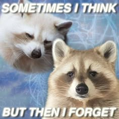 two raccoons looking at each other with the caption sometimes i think but then i forget