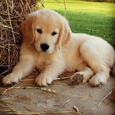 a golden retriever puppy laying on the ground next to a pile of dry grass