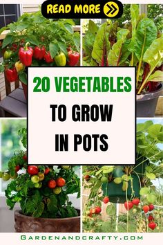 several different types of vegetables growing in pots with text overlay reading 20 vegetables to grow in pots