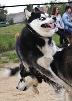 two dogs are playing with each other in the dirt while people watch from behind them