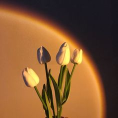 three white tulips in a vase on a table with a rainbow in the background