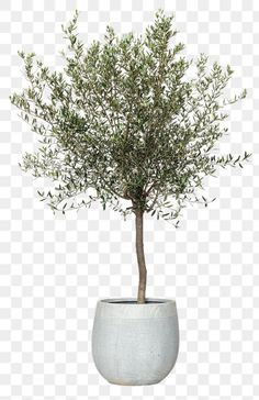 an olive tree in a pot on a white background